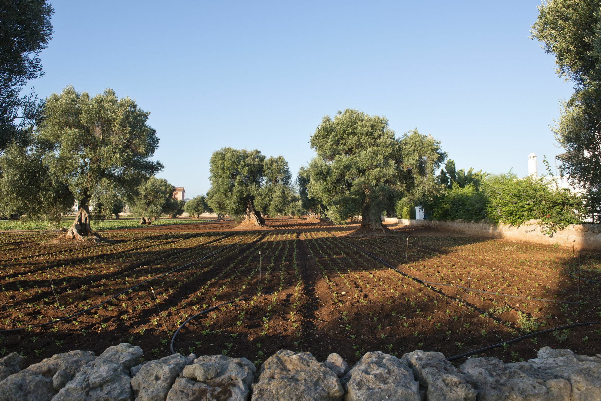 Savelletri Masseria Don Luigi-Luxury Farmhouse מראה חיצוני תמונה